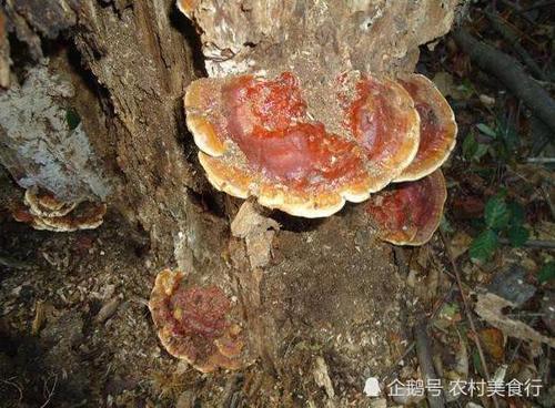 枯树上长出一种东西，过去村民把它当柴烧，直言：烧的都是钱