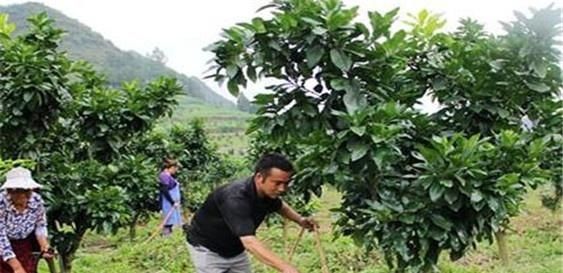  「看过」果树的四种常见施肥技巧，看过之后就明白了