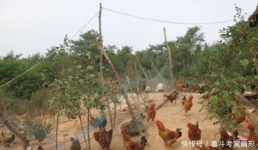  [中国]中国在发电站养了5亿只鸡，世界大难题就迎刃而解，外国纷
