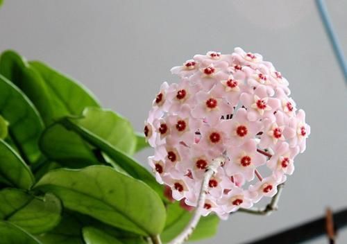  [阳光]叶片如心型，花朵圆如球，这种花的叶片和花都美的很特别