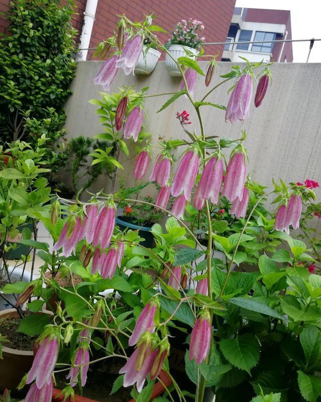  #想养#今年超级火的花，花量大，开的美，每一种都想养一盆！