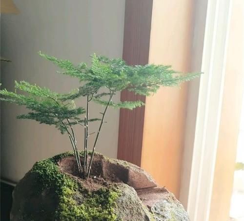  『客厅』1种植物，吸废气、杀细菌，养在客厅里，家人健康，比绿萝强