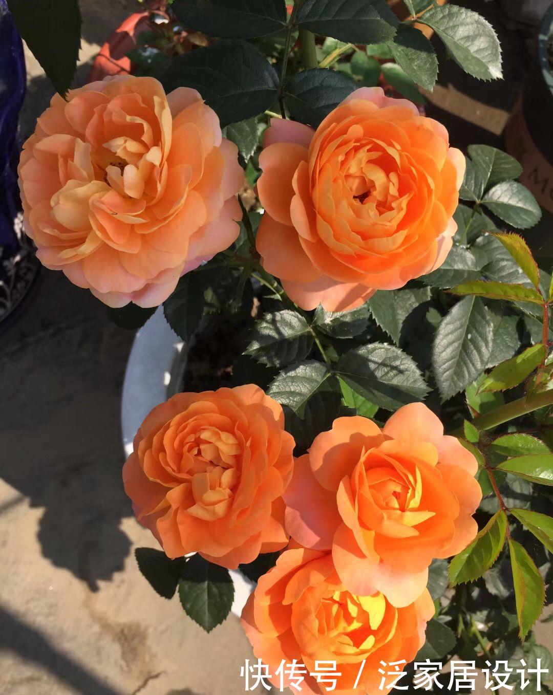  【漂亮】喜欢在家中养护花卉，就养3种花卉，花色艳丽，花期长，优美漂亮