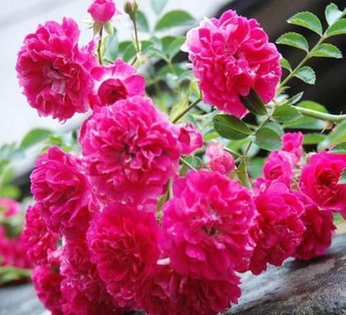  【甜蜜红木香】香花不艳，艳花不香？这种花是又艳又香，号称中国香水之花