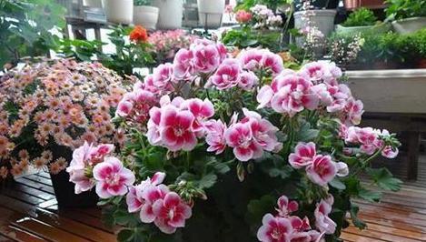  #居家#家中养花得注意：这6款植物贼适合居家盆栽，好看又好管理
