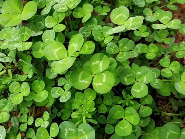 农村里一种“幸运草”，过去农村娃当糖吃，如今30元一斤成稀罕货