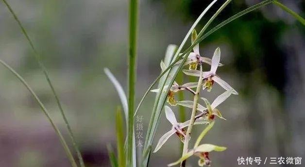  蚜虫：正在开花的蕙兰，需要注意这三点