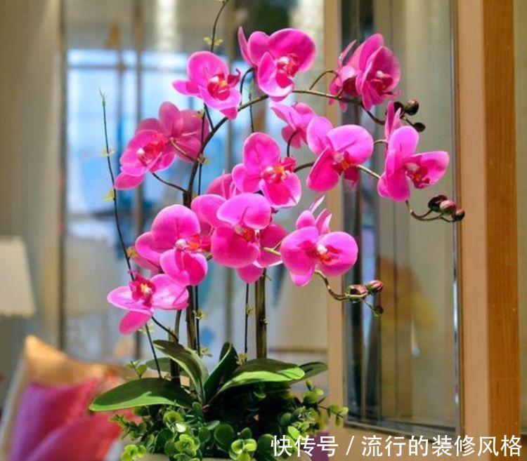 『迷人眼』有钱人都养4种花,妖艳妖娆,层层交叠,烂漫迷人眼