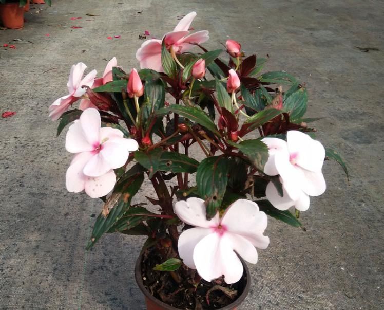  『非洲』非洲凤仙花，花开满盘的养护方法！简单易懂的问答模式