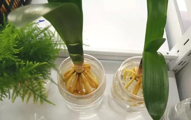  「栀子花」花盆里撒一把它,不管多难养的花,不烂根不黄叶,花开得更久