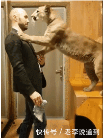 美洲狮咬坏东西被爸爸一通训斥,接着它就扑到