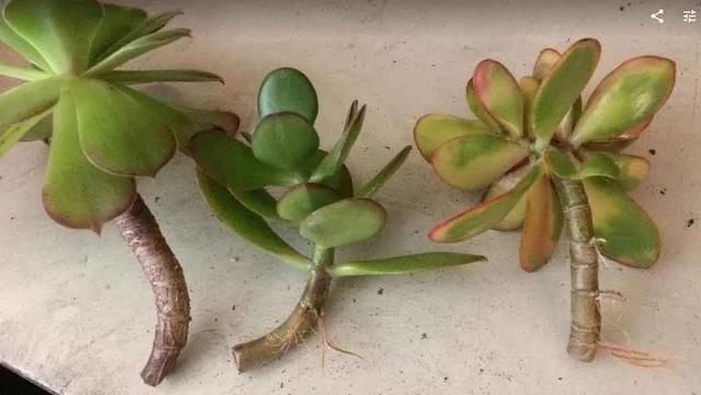  剪下来：繁殖多肉的好时机，枝条剪下来别急着种，水培更易生根