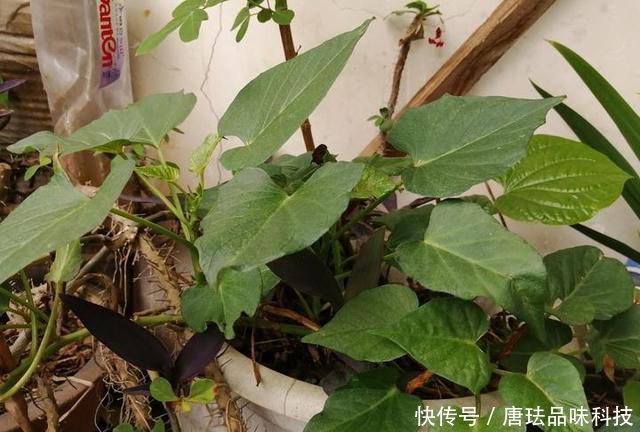  花盆@春天来了，酸咪草都开了，紫苏都种活了！