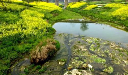  [厉害]油菜花开一片香，青山绿水钓鱼忙，这里的野鲫鳞甲金黄，板得厉害