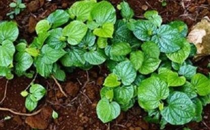  「药材」名副其实的“农村之宝、牙疼特效药”，很多人不识货！