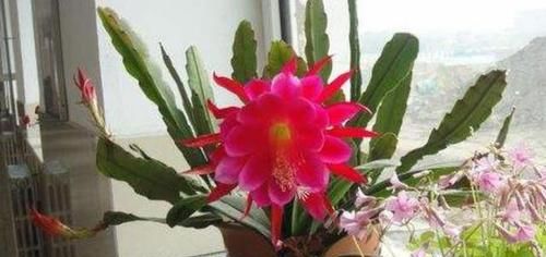  #朵花#不会养令箭荷花，小花匠教你“方法”，一次开上百朵花，年年不断
