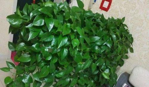  『小妙』养绿萝的小妙招，只需喝一勺，10天一次，叶子油绿猛蹿个！