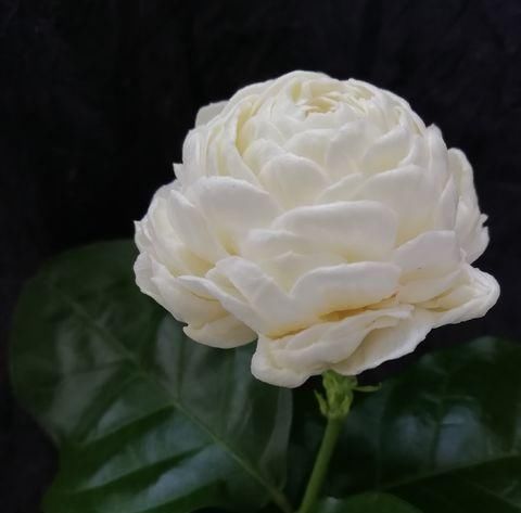 #盆栽#茉莉花盆栽不小心浇大水导致黄叶掉叶怎么办?4个急救措施再爆盆