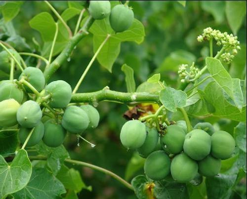 农村这树浑身有毒，以前农民碰到就砍，现在成了稀罕的“摇钱树”