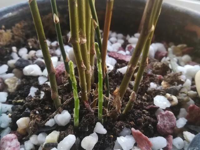  [明亮的位置]嫌花长得丑，趁现在砍头，2个月脱胎换骨！