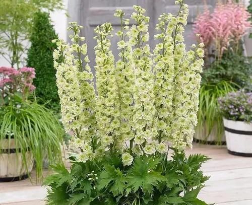 『蓝色』蓝色系大花飞燕草，花朵似燕子，自带高级感！成片种植更美！