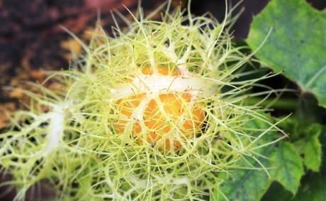  #清肺#农村一植物，人称“龙珠果”，能清肺能止咳，野外遇见，请勿错过