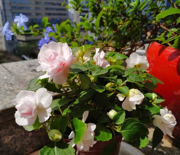 【凤仙花】养盆凤仙花，常年开花，花瓣能染指甲，小时候过家家经常玩