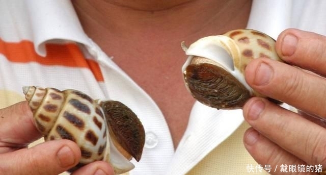  早已：从野生到养殖，市场早已供不应求，为何养殖户还苦不堪言