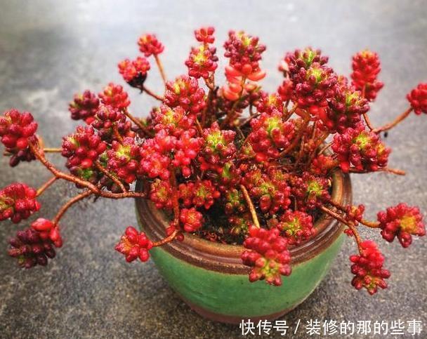 『谨记』养多肉虹之玉锦谨记''4方面'',叶片晶莹剔透,串串似葡萄
