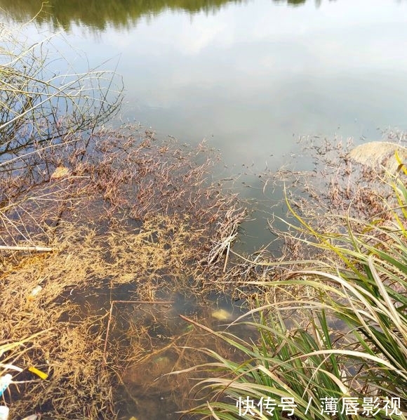 #轻松#荒野水塘斤鲫成灾,轻松钓一桶,就是鳞片发黑,水质不好?
