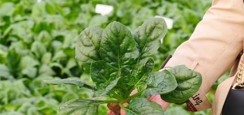  【通菠菜】农民种植这个青菜，可以带根吃，需求量大，你一定也吃过