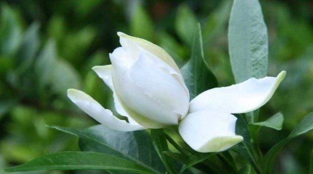  「栀子花」栀子花种植“四注意”，做好方能枝叶“旺盛”！