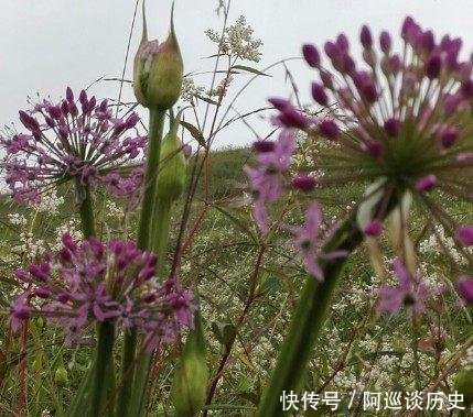 贵州这个景区盛产韭菜，是避暑天堂，被誉为“地球的钻石”！