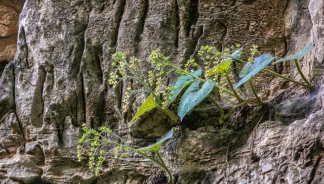  「善待」山上这种野生物，在民间价值不是一般高，遇到请善待别