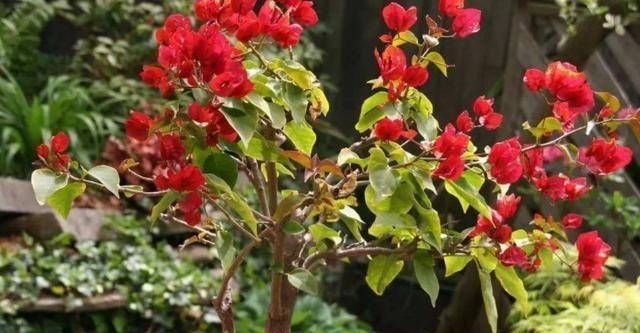  [发现]三角梅黄叶、开花少，查明原因后，发现原来都是自己的错