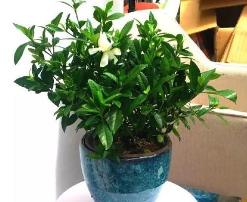  「栀子花」买回来的栀子花剪一剪，不黄叶，枝多花爆盆，香味飘满屋