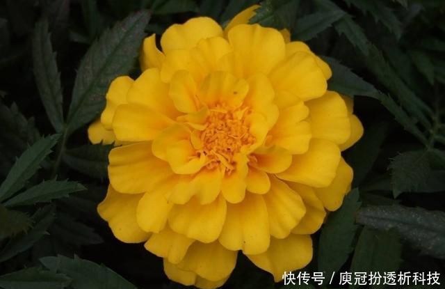 适合:适合养在阳台的花卉,耐热耐晒耐高温,花大色艳能爆盆,美丽极了