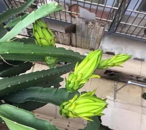  「吃水果」吃水果时，留一勺，洗洗撒盆里，7天出芽成盆栽，2－3年就结果