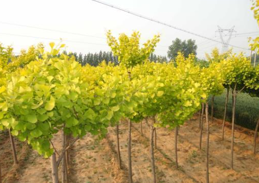  久越|我国一种珍贵树木，生长越久越值钱，种植一亩收益上万元