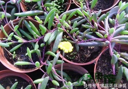  阳光|3月扦插这种花，生根之后就疯长，25天长满盆，叶片独特又漂亮