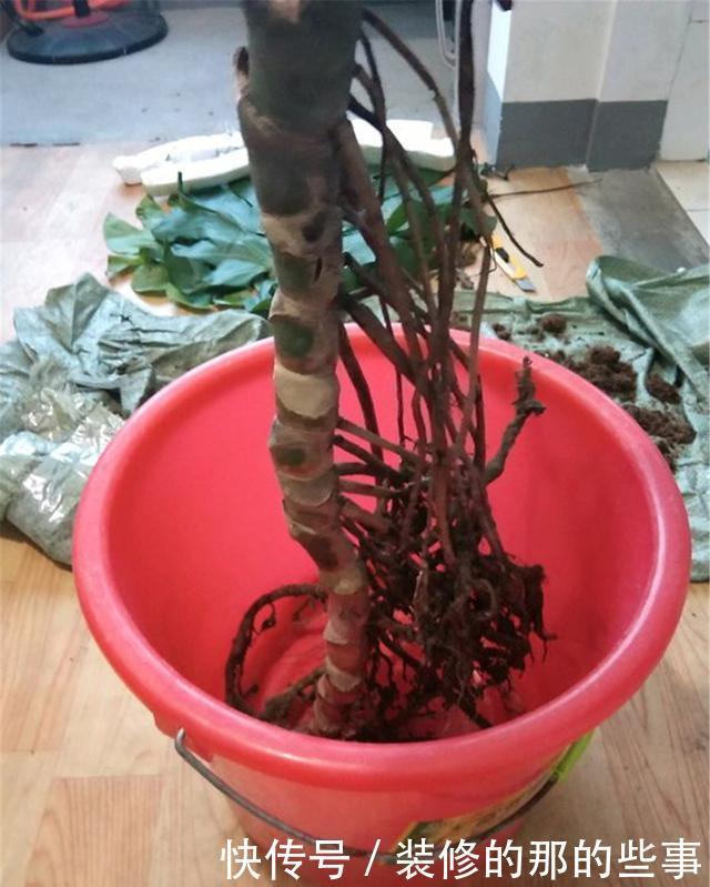 甲醛|还在养“绿萝”?快改养“龟背竹”,它才是“天然甲醛净化器”