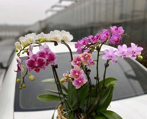  『小区』厚着脸皮在小区垃圾堆捡了一堆蝴蝶兰，可香了，捡花的毛病难改