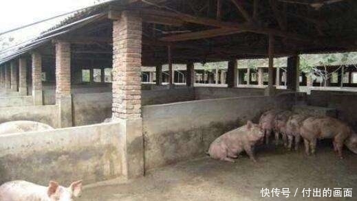  【养猪场】建造一座能养500～1000头猪的养猪场需要多少成本？