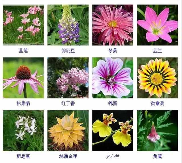  【品种】400种 · 观花植物品种大全，值得收藏
