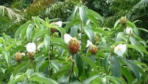 「那就」这种野草模样怪,身材高挑开花纯美,挖出嫩芽美味得舔净盘底!