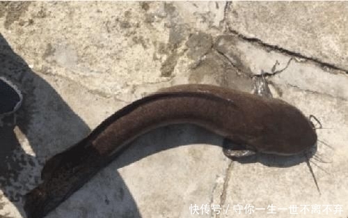 #钓到#除了罗非和清道夫,这5种鱼也是外来鱼种,钓到别轻易流放
