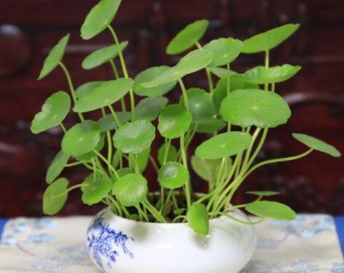 芦荟:号称“养不死”的4种花,根本不需要天天打理,给点阳光就灿烂