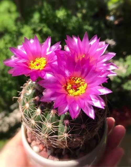  #仙人球的品种#仙人球养开花，花瓣寓意“幸运”，两个小要求，一下能开6朵花