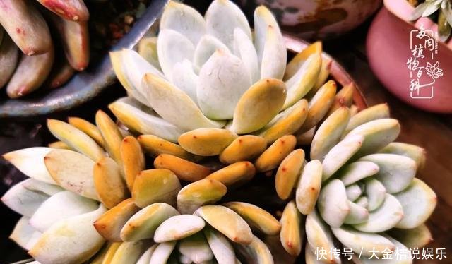  [黄皮乌木]养肉养花要用心，用心呵护，还你精彩每一天！