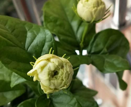  #养护#茉莉花怎么施对肥？用肥对了，枝繁叶茂开花爆，好多人做错